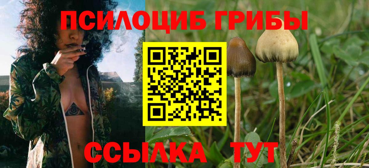 Псилоцибиновые грибы Psilocybe Самара